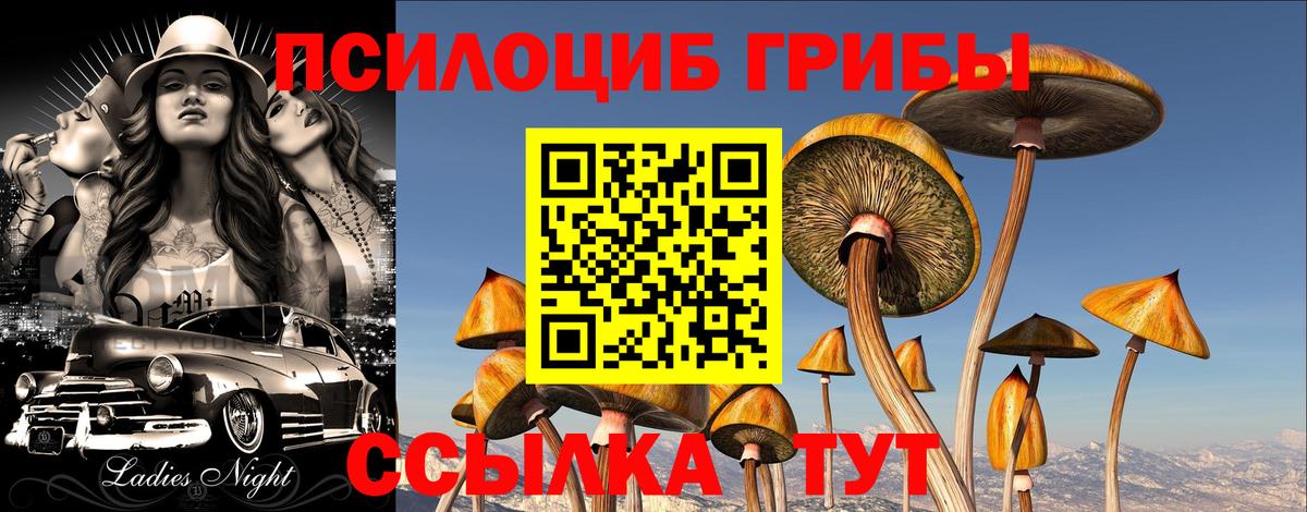 Псилоцибиновые грибы Cubensis Нурлат